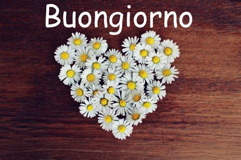 affettuoso buongiorno tulipani|Buongiorno con i fiori bellissimi: immagini di buon。